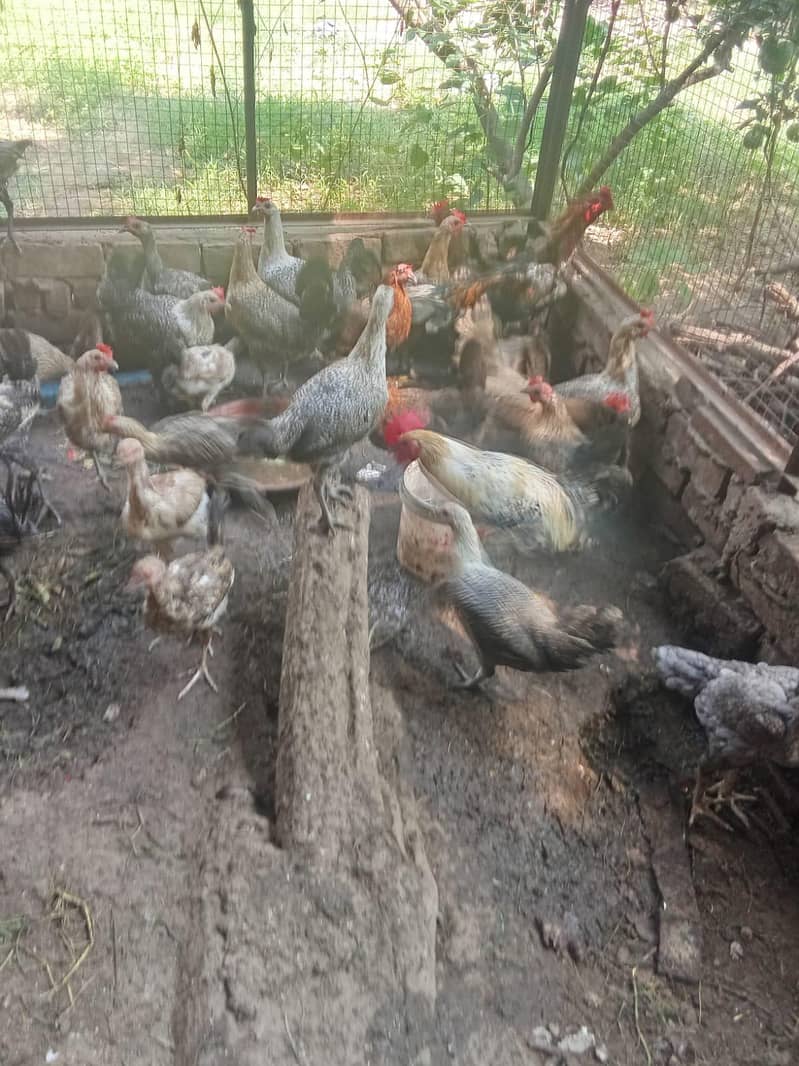 fresh eggs 1
