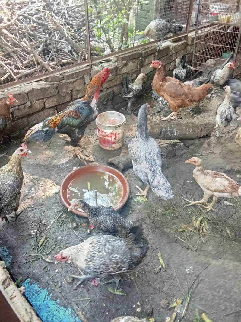 fresh eggs 2