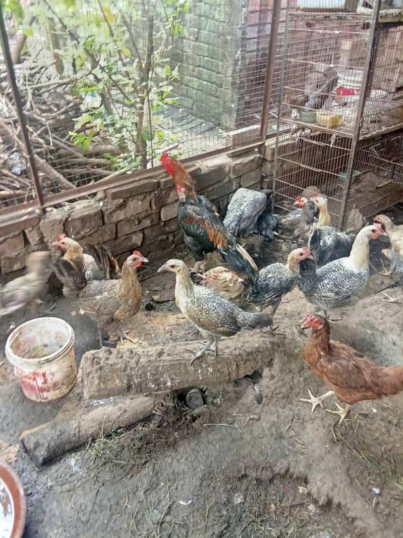 fresh eggs 3