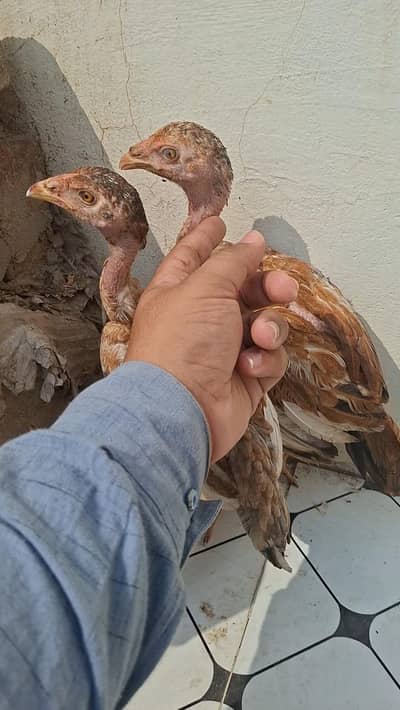 Aseel quality chicks pair age 5 months