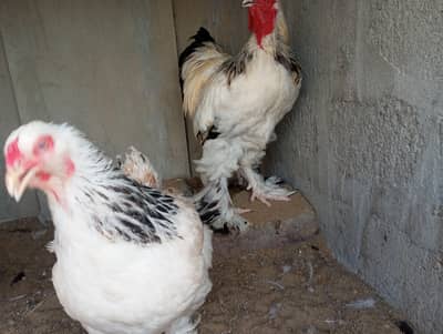 COLUMBIAN BRAHMA TRIO