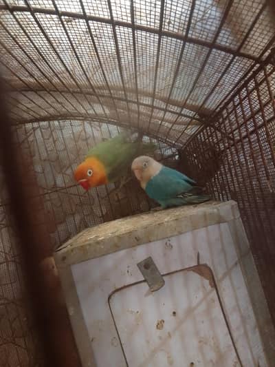 Lovebirds