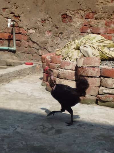 Ando wali murgia
