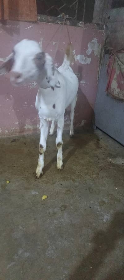 Bakra Burrbery