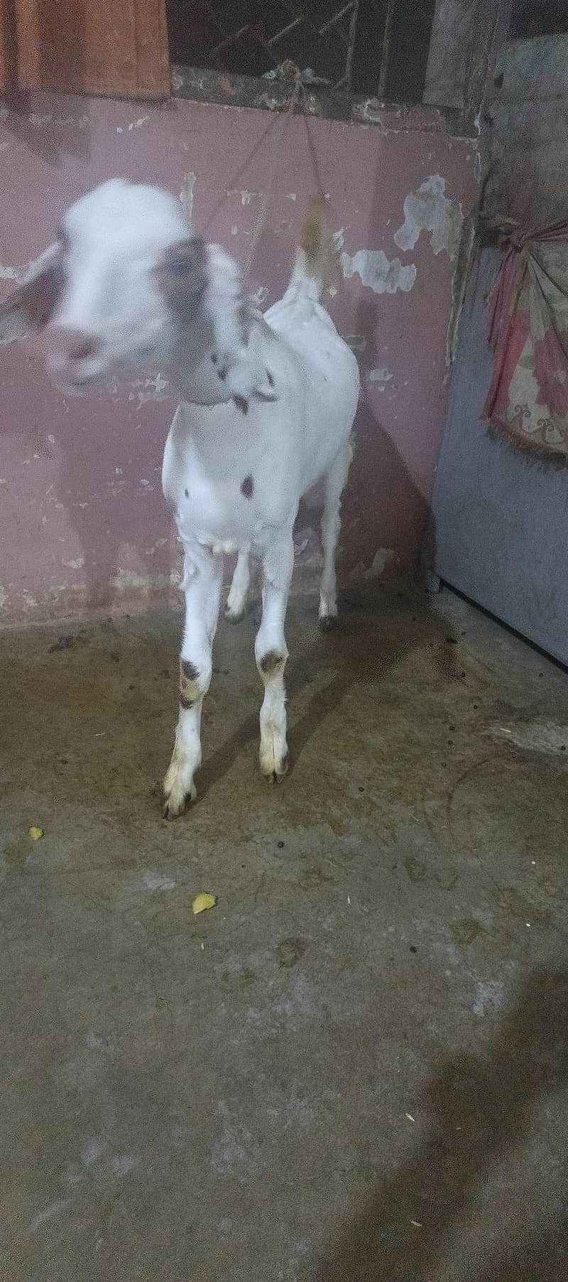 Bakra Burrbery 0