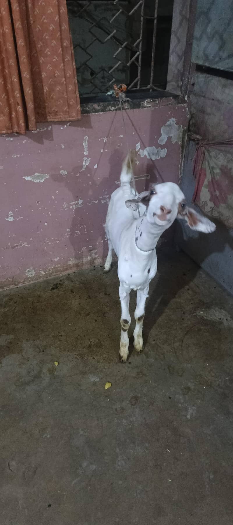 Bakra Burrbery 1