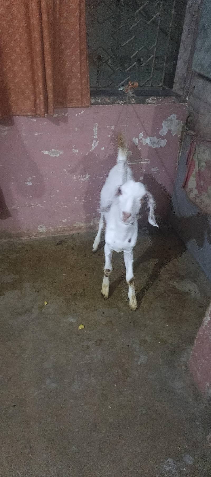 Bakra Burrbery 2