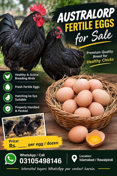 pure astralop fertile eggs available