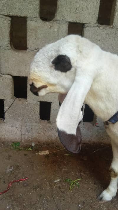 goat for sell