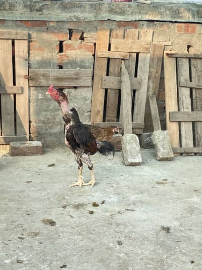 thai aseel murga for sale for breeding