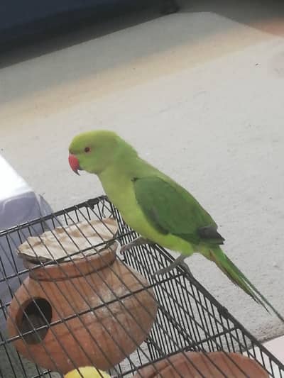 Green parrot for sale  on urgent basis