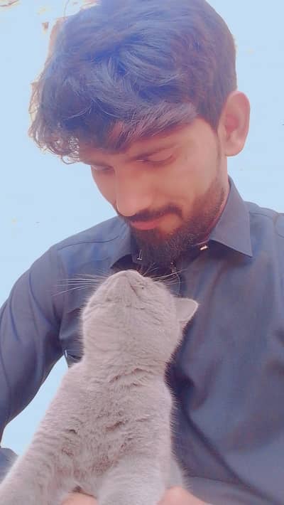 British shorthair cat