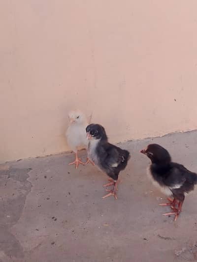 aseel family