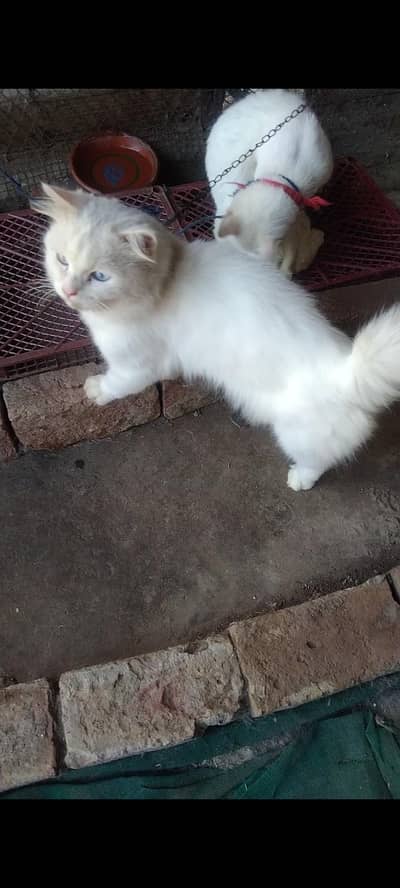 persion breeder pair