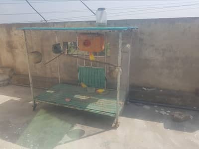 1 pair lovebird and 3 baby