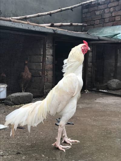 white aseel home bread 1.3 years age phone number 03331497450