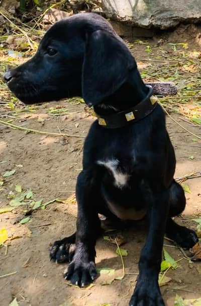 Labrador x pointer breed