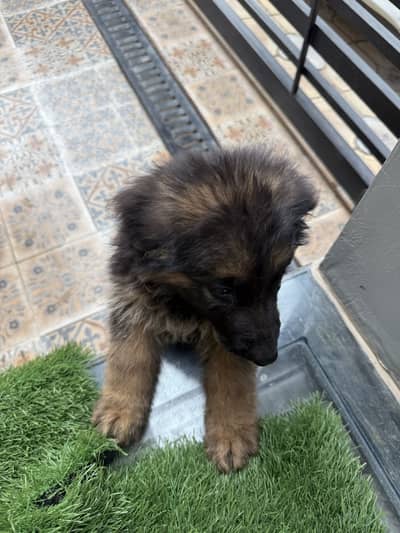 German Shepherd