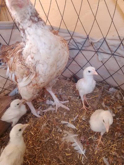 female with chiks
