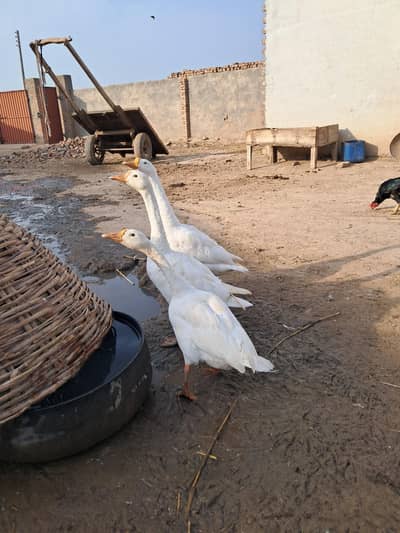 long neck ducks for sale