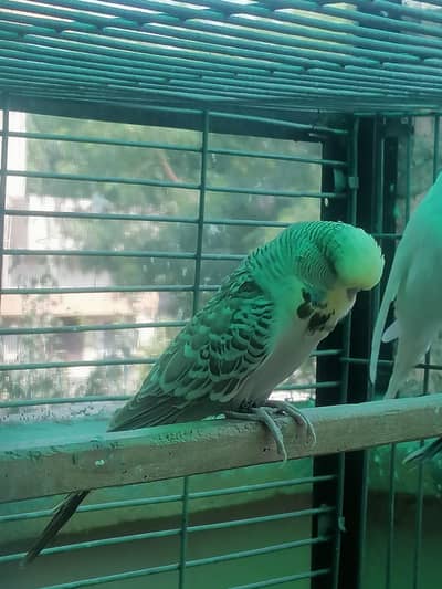 Budgies/Exhibition/Australian
