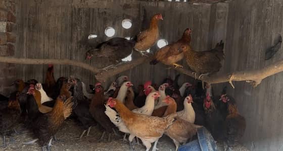 Golden misri hens