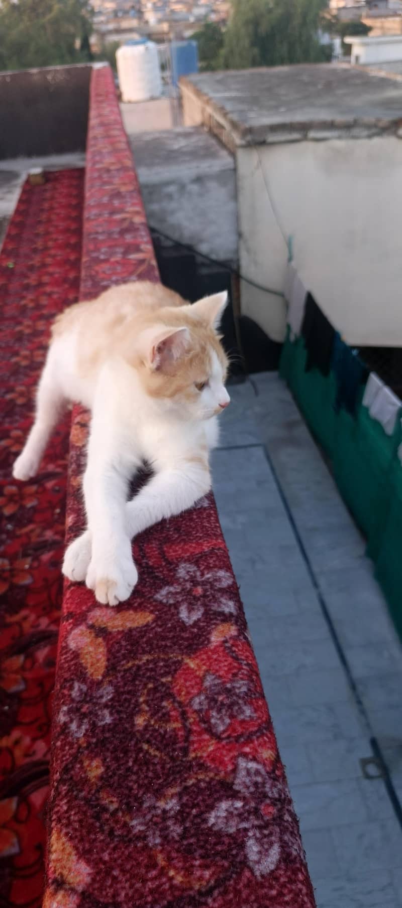 خوبصورت بلی فروخت کے لیے دستیاب ہے 0
