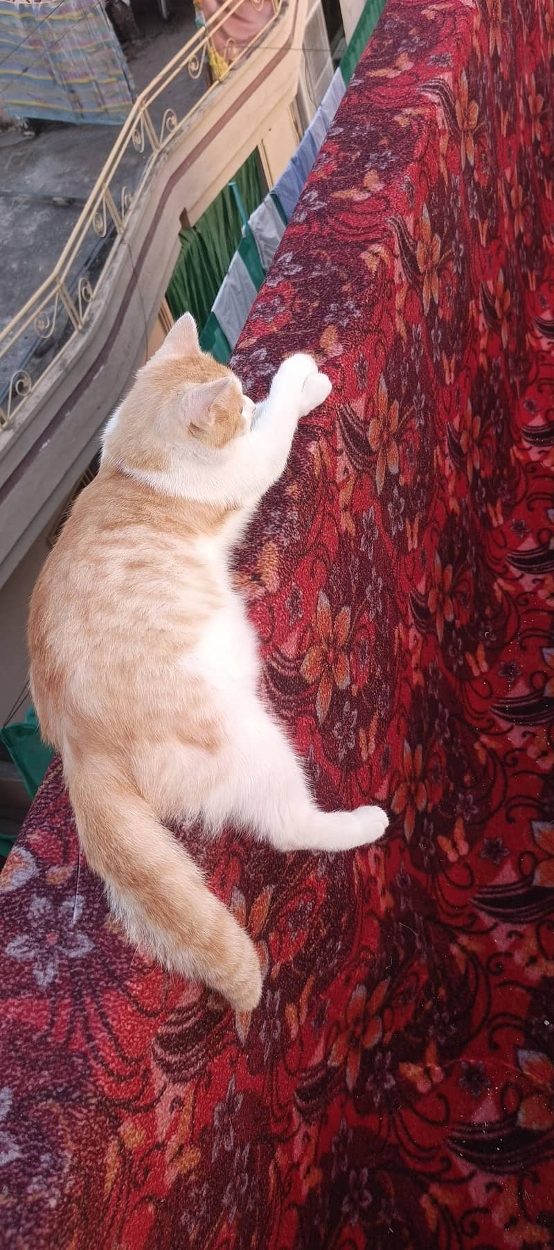 خوبصورت بلی فروخت کے لیے دستیاب ہے 2