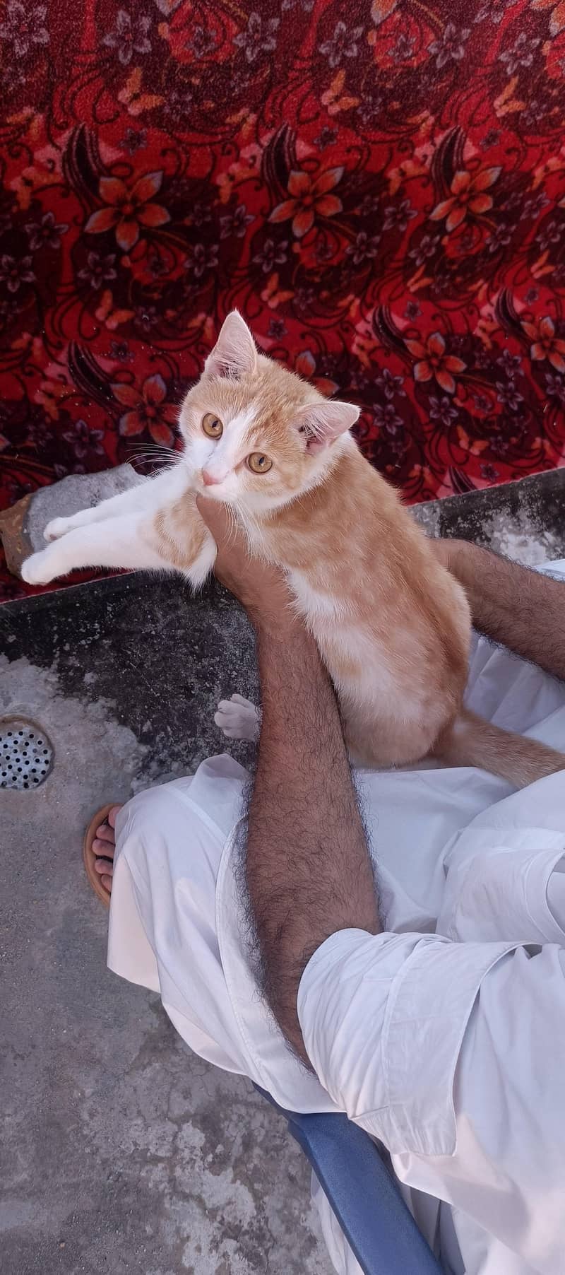 خوبصورت بلی فروخت کے لیے دستیاب ہے 3