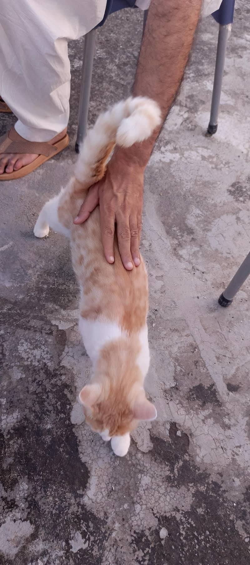 خوبصورت بلی فروخت کے لیے دستیاب ہے 5