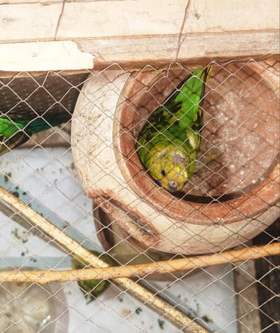 budgie  bonded and breeder  pair