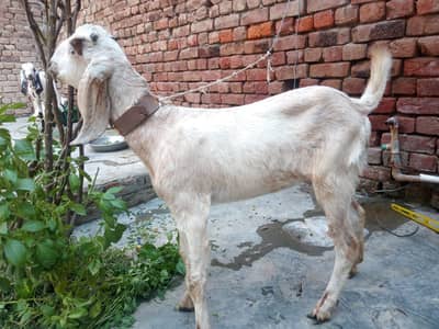 bakri female dasi