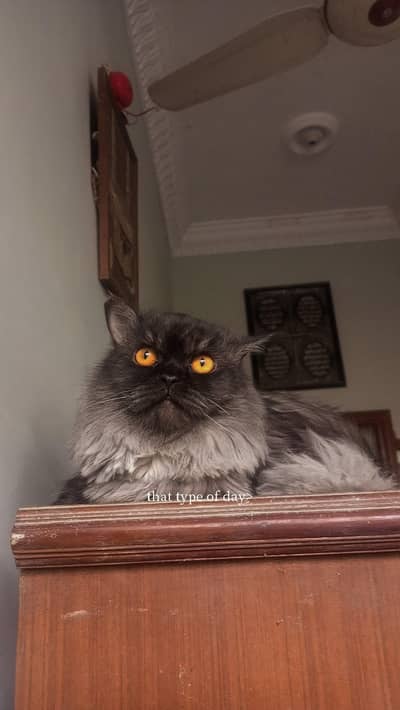 parsian Male Cat