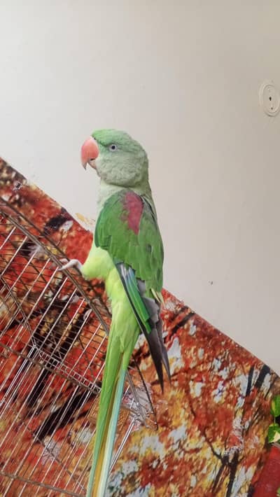 parrat
