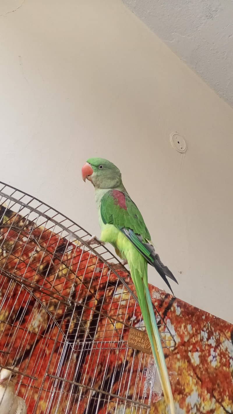 parrat 1