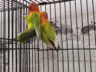 Love Birds Pair available for sale Healthy and active