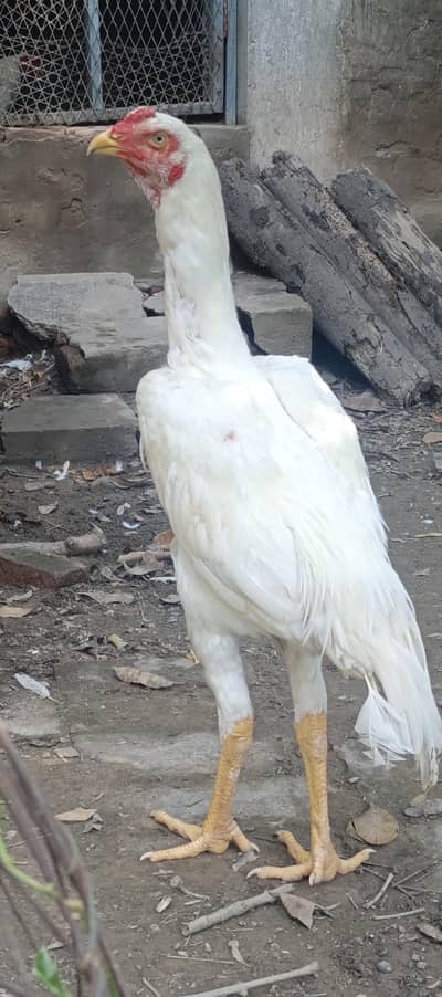 white O Shmo King Size Male Patha