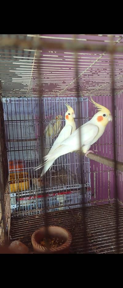 Cream Cockatiel Adult Pair