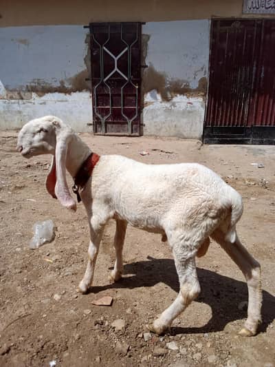 larkana nasal D face dumba