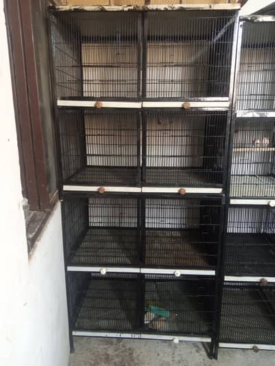 cage parrot  pinjra