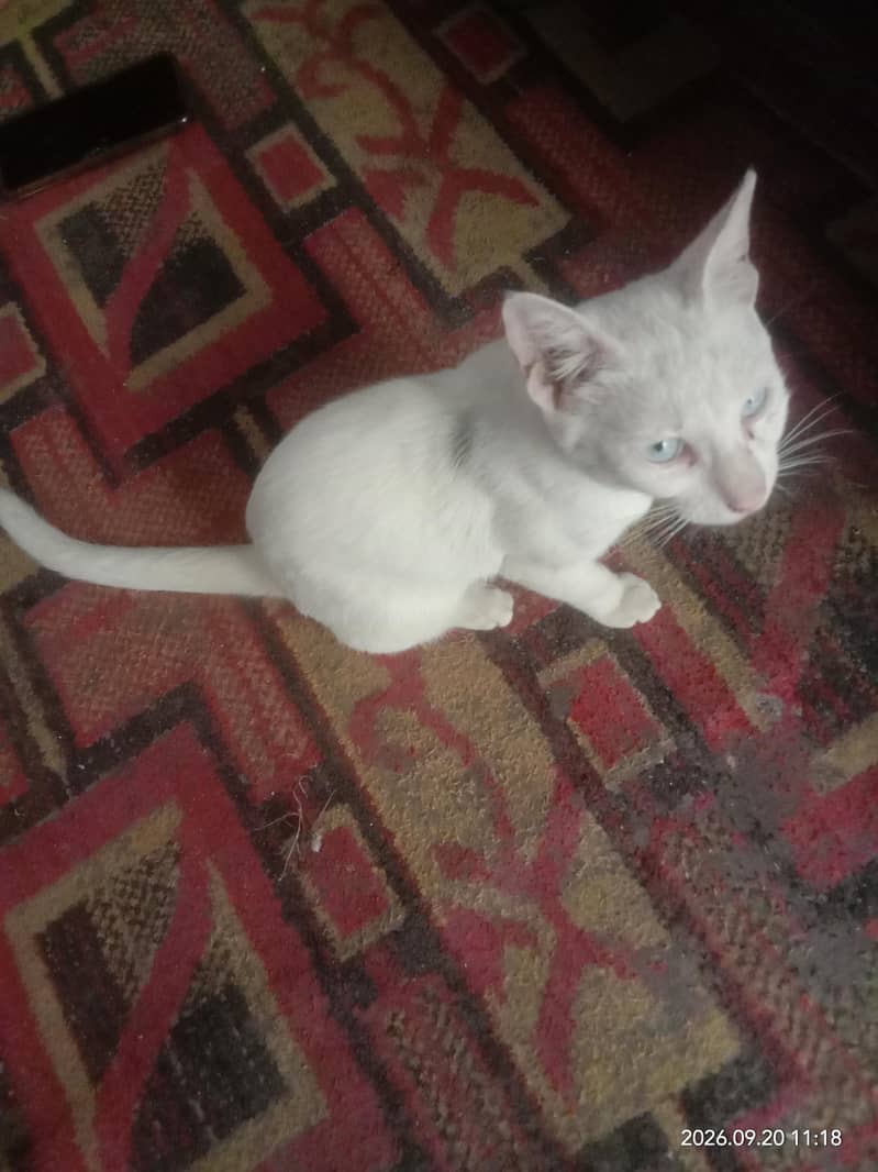 caTs. 0
