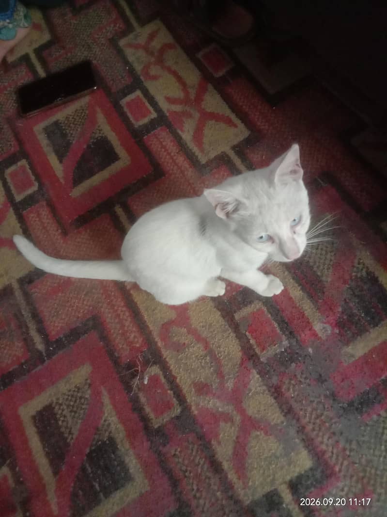 caTs. 2