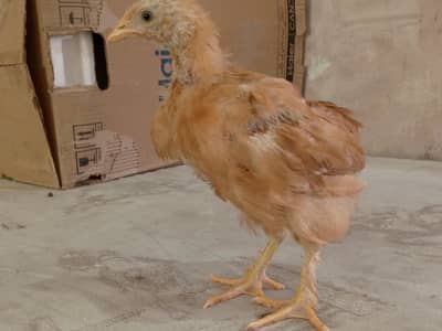 Golden Buff chicks 03084593004