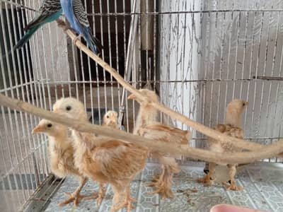Golden Buff chicks 03084593004