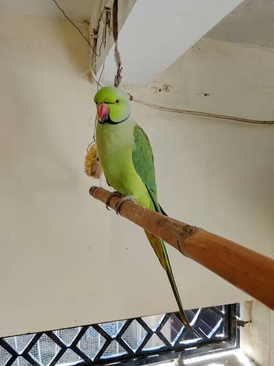 Parrot/Mithu for Sale