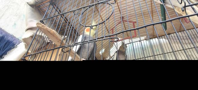 1 male or 3 female