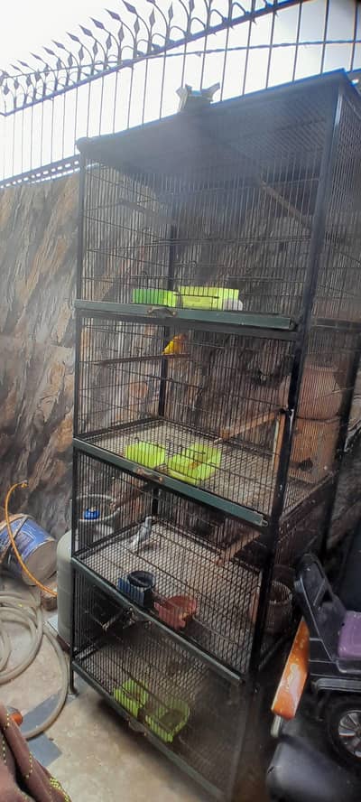 Birds Cage. .