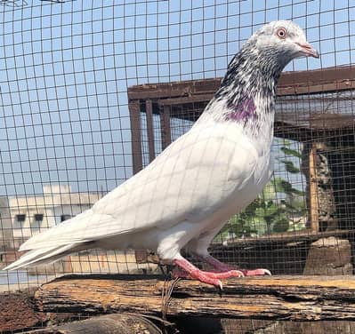 jonsira male all ok serious buyer contact only