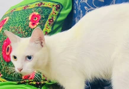 Persian semi cat