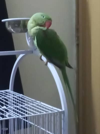 Alexander Raw Parrots Pair For Sale